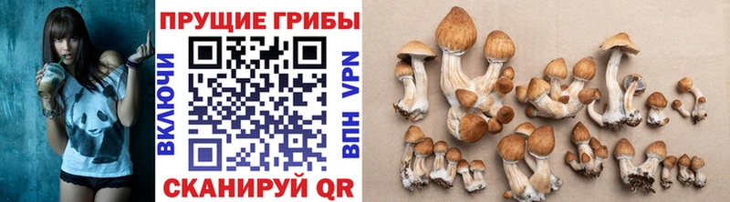 Галлюциногенные грибы мицелий  как найти наркотики  Заозёрск 